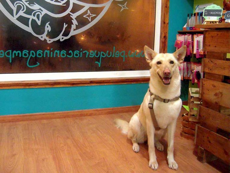 Peluquería canina Gamperros (Miño)