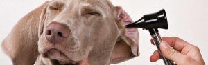 Cómo curar una infección de oídos en nuestro perro